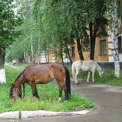 Лошади в городе